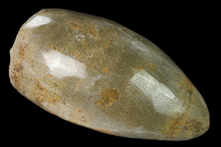 Polished Fossil Horn Coral - Morocco #142684